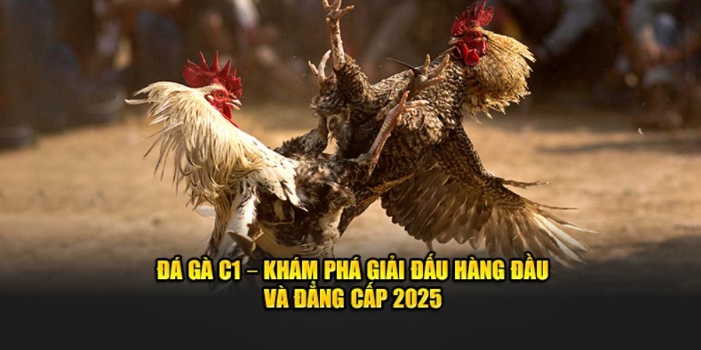 Thông tin tổng quan về giải đá gà trực tiếp C1